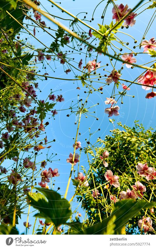 Weitere Herbstanemonen aus der Froschperspektive ast baum blühen blüte erholung ferien frühling garten hecke herbstanemone himmel kleingarten kleingartenkolonie