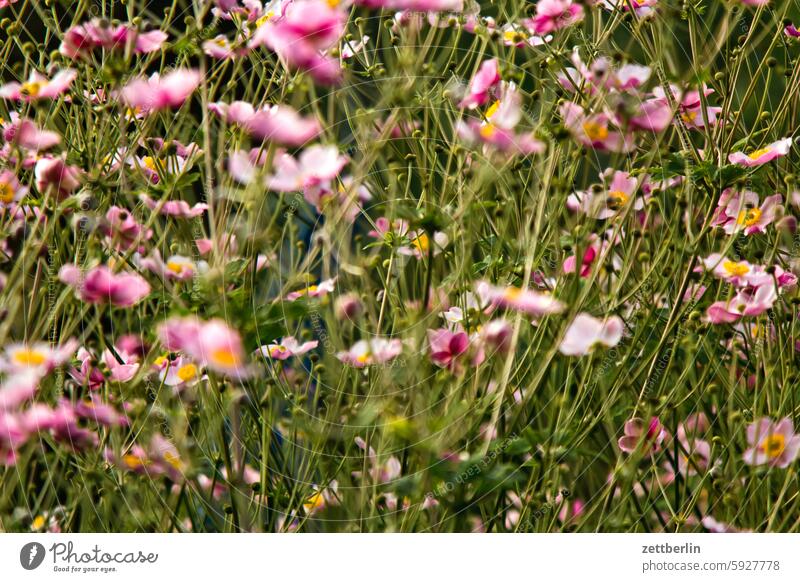 Herbstanemonen, die Lieblingsblumen von Xavier again ast baum blühen blüte erholung ferien frühling garten hecke herbstanemone himmel kleingarten