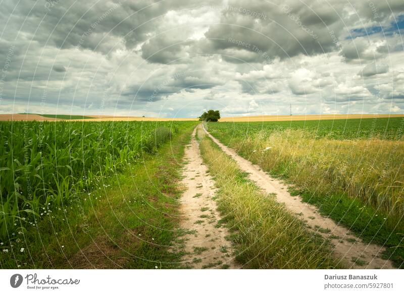 Schotterstraße durch Ackerland und bewölkten Himmel Straße Feld Cloud ländlich Mais grün bedeckt wolkig Landschaft Müsli Schmutz Sommer Wetter Wolkenlandschaft