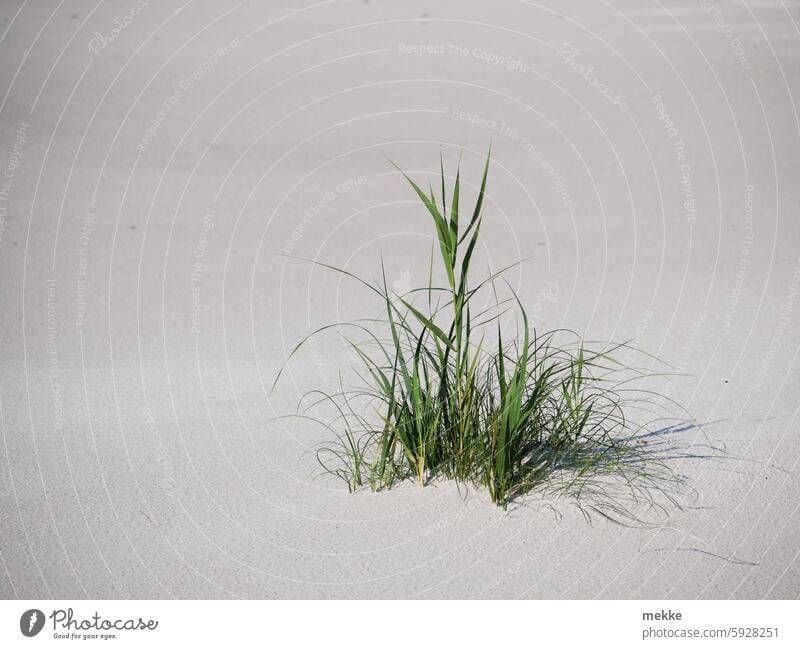 Lieblingsfrisur | Califax versteckt sich im Sand Gras Grasbüschel Halm Natur grün Pflanze Sommer Umwelt Wachstum Strand Küste Strandhafer Ostsee Dünengras