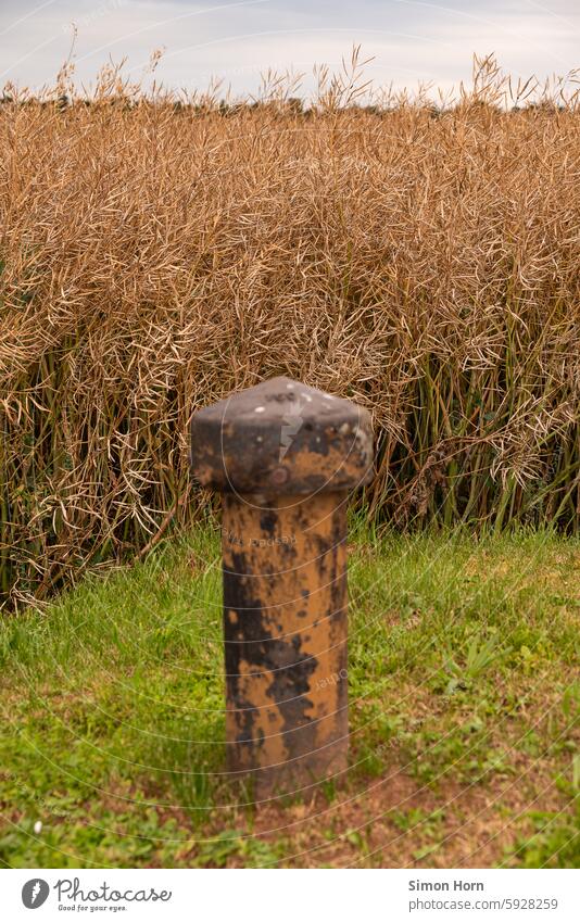 Element zur Wasserversorgung neben einem verblühten Rapsfeld Wasserknappheit Landwirtschaft Feld Nutzpflanze Pflanze Agrarwirtschaft Hydrant Ackerbau