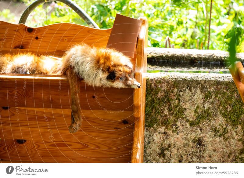 Fuchs auf einem Holzregal in einem Garten Fell Regal Wildtier kurios präpariert Tierpräparat