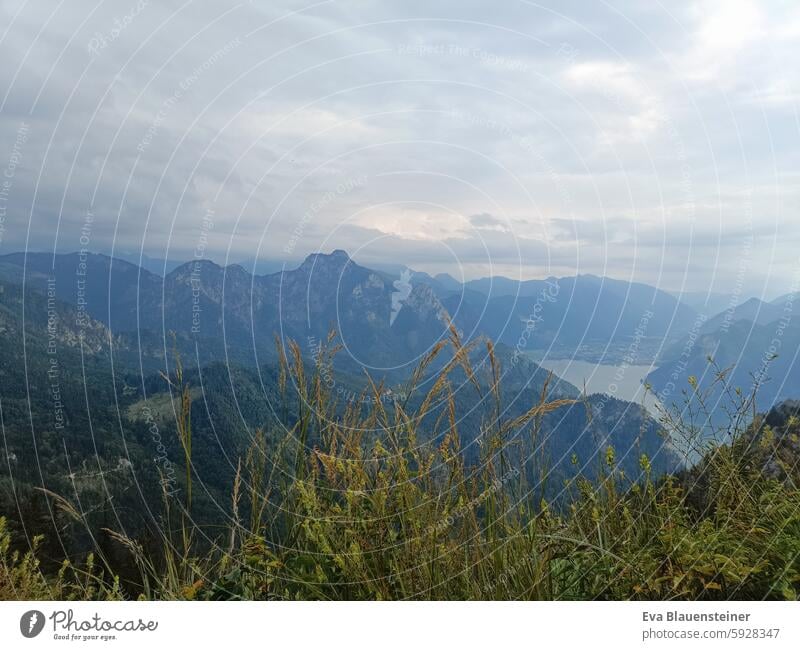 Blick durch Gräser auf Berge und See Berge u. Gebirge Traunsee Traunstein Gras Landschaft Salzkammergut Natur Österreich Sommer Wolken bewölkt bewölkter himmel