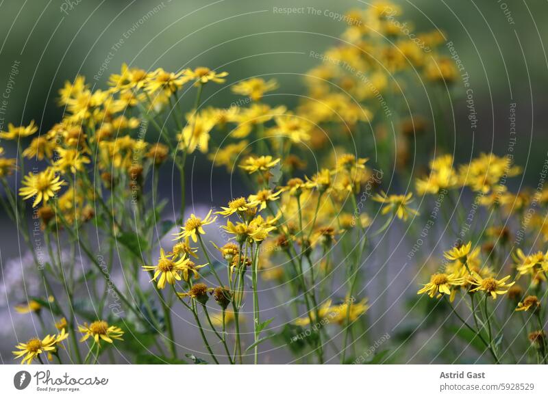 Gelbe Wildblumen an einem Flussufer im Abendlicht blüten gelb korbblütler unkraut gras pflanzen wiese feld sonne gegenlicht sonnenlicht abend sonnenuntergang