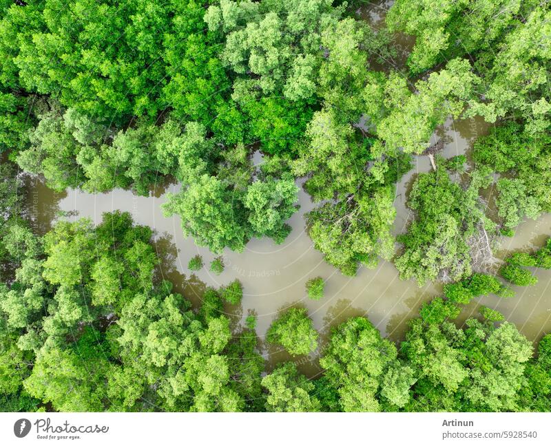 Luftaufnahme grüner Mangrovenwald. Natürliche Kohlenstoffsenken. Mangrovenbäume binden CO2. Blaue Kohlenstoff-Ökosysteme. Mangroven absorbieren Kohlendioxidemissionen und mildern die globale Erwärmung. Grünes Ökosystem.