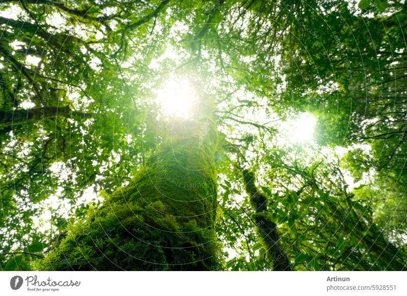 Blick nach oben Blick auf Baumstamm auf grüne Blätter des Baumes im Wald mit Sonnenlicht. Frische Umgebung im grünen Wald. Waldbaum an einem sonnigen Tag. Natürliche Kohlenstoffbindung. Nachhaltige Erhaltung und Ökologie