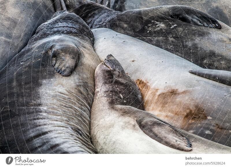 kuschelzeit Küste Farbfoto Freiheit beeindruckend Tier Wildtier Seeelefant Kalifornien USA Amerika big sur Kuscheln schlafen zusammen entspannt chillen Meer