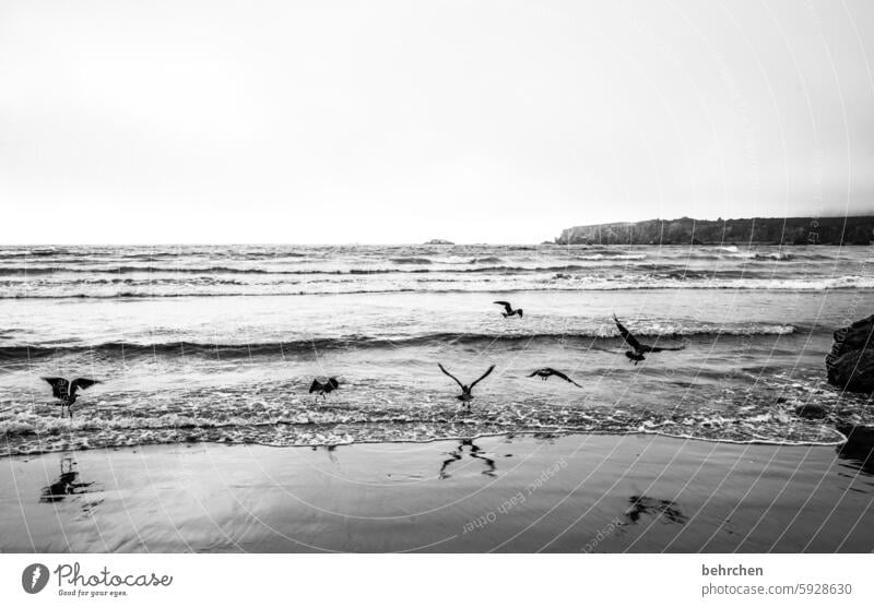 ein tag in schwarz weiß stille Wasser Schwarzweißfoto Strand Wellen Meer Küste USA Amerika Kalifornien Ferien & Urlaub & Reisen Ferne melancholie Traurigkeit