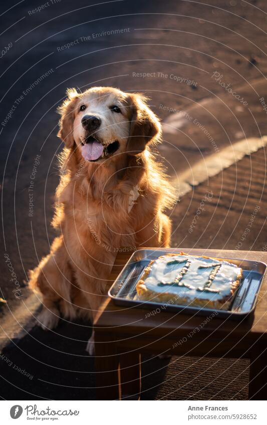 Golden Retriever feiert seinen 11. Geburtstag mit einer Torte an einem sonnigen Tag Hund Feier Kuchen Hundegeburtstag im Freien Sonnenlicht glücklicher Hund