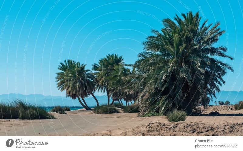 Palmen am Meer vor der Kulisse der Berge in Ägypten Dahab Süd-Sinai Rotes Meer Strand blau Blauwasser Niederlassungen klarer Tag Küste exotisch Gras grün