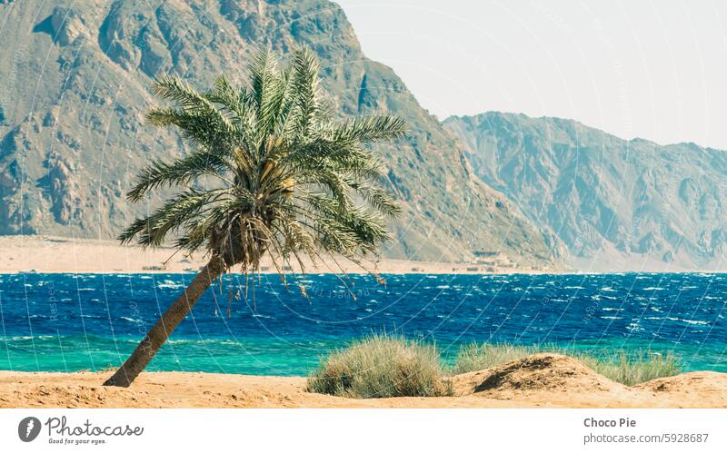 Palme am Roten Meer vor dem Hintergrund hoher Felsklippen in Ägypten Strand blau Niederlassungen Klima Farbe Tag trocknen Gras grün erwärmen hoch Lagune