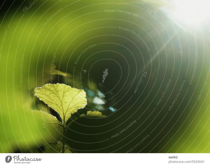 Blätterwald Detailaufnahme Blatt Waldboden unten geheimnisvoll Sonnenstrahlen Sonnenlicht unscharf Durchblick Blattadern grün Farbfoto Außenaufnahme