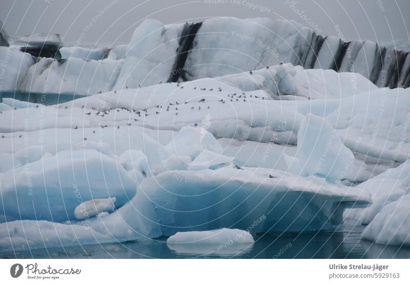 Island | Vögel auf einem Eisberg in einer Gletscherlagune Rast Rastplatz Jökulsárlón Vogelkolonie abschmelzen Klimawandel Landschaft Natur Wasser Urelemente