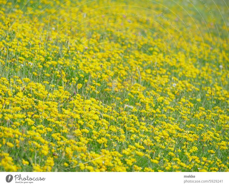 Gehen auch gelbe Blumenwiesen zum Montag? Wiese Blüten Sommer blühen Blütezeit blühend Frühling zart Unschärfe erblühen einfarbig überall Blütenmeer Sommerwiese