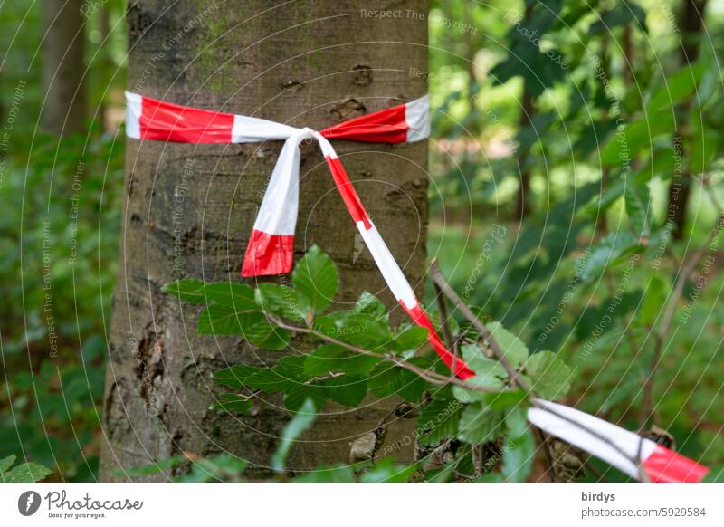 in Verbindung bleiben Flatterband Abgrenzung angebunden Absperrband Barriere rot-weiß Baum Wald Sicherheit Absperrung Schutz