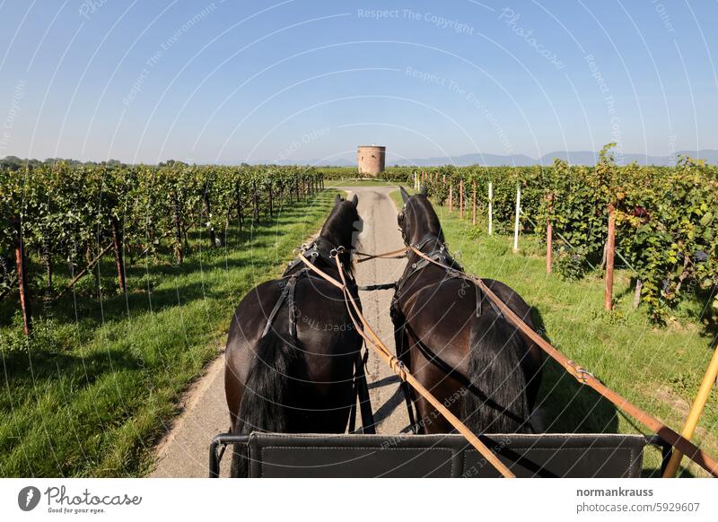 Kutscherperspektive Pferd Arbeitspferd Zugpferd Landstraße traditionelle Kutschfahrt Pferdegeschirr Naturkulisse Landschaft ländliche Idylle Tier Weinberge