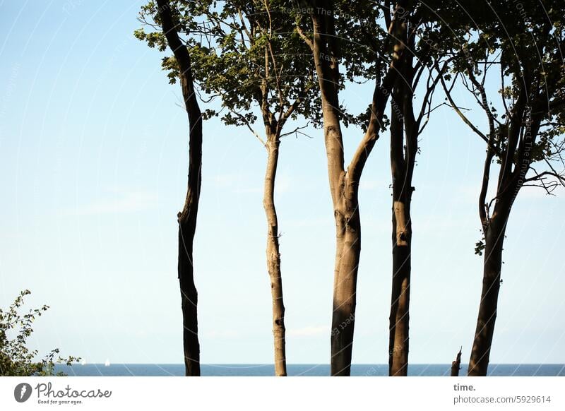 Strauch mit Booten und Bäumen vor abendlichem Ostseehorizont Abend Horizont Sommerwind Himmel Ferien & Urlaub & Reisen Erholung Natur Küste Baum Äste Landschaft