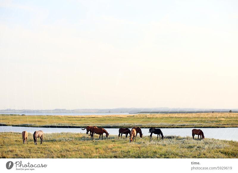 Landschaft mit Pferden Küste Natur Himmel Horizont Ostsee Herde wasser Tiere Pferdezucht Gestüt Gras Weide Nutztier Tiergruppe Wiese grasen