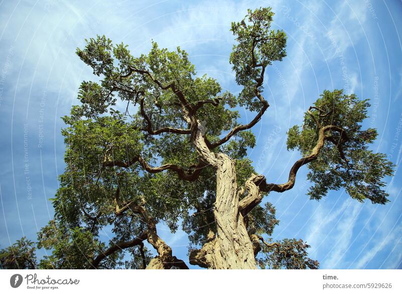 Lieblingsbaum vor Malchow Baum Himmel Baumkrone Natur Sommer Pflanze Baumstamm Umwelt hoch Äste Zweige Froschperspektive Schönes Wetter Wachstum Sonnenlicht