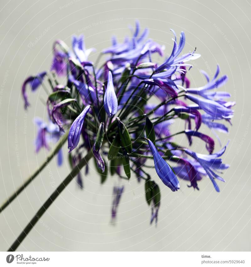 Zierlauch Natur natürlich Strukturen & Formen verblüht Gedeckte Farben Blume Unschärfe Blütenknospen Pflanzenteile Lauch vertrocknet Knospen organisch Botanik