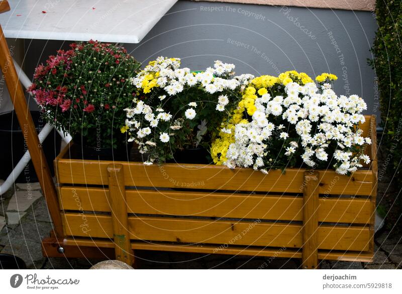 Ein Kleiner Holzwagen für Kinder ist voll geladen mit Blumen. Wagen Menschenleer Außenaufnahme Sommer Farbfoto natürlich Nahaufnahme Blüte schön Pflanze Natur