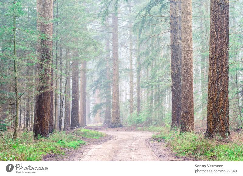 Nebliger Tag im Wald in den Niederlanden, Speulderbos Veluwe. Herbst Herbstlandschaft Hintergrund schön farbenfroh holländisch Umwelt fallen Nebel Fußweg