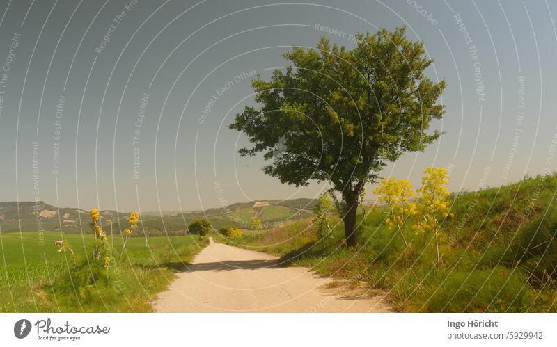 Ein Feldweg durch frühlingsgrüne Wiesen in Süditalien. Rechts und links am Wegrand blühende Fenchelstauden. Ein Baum wirft Schatten auf den Weg. fenchelblüte