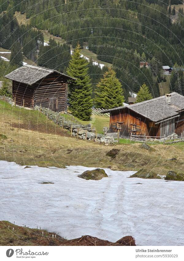 Letzter Schnee auf Alm in Vergalda Schneeschmelze Frühling Gargellen Almhütte Alpen Wald Holzhütte Weide Österreich