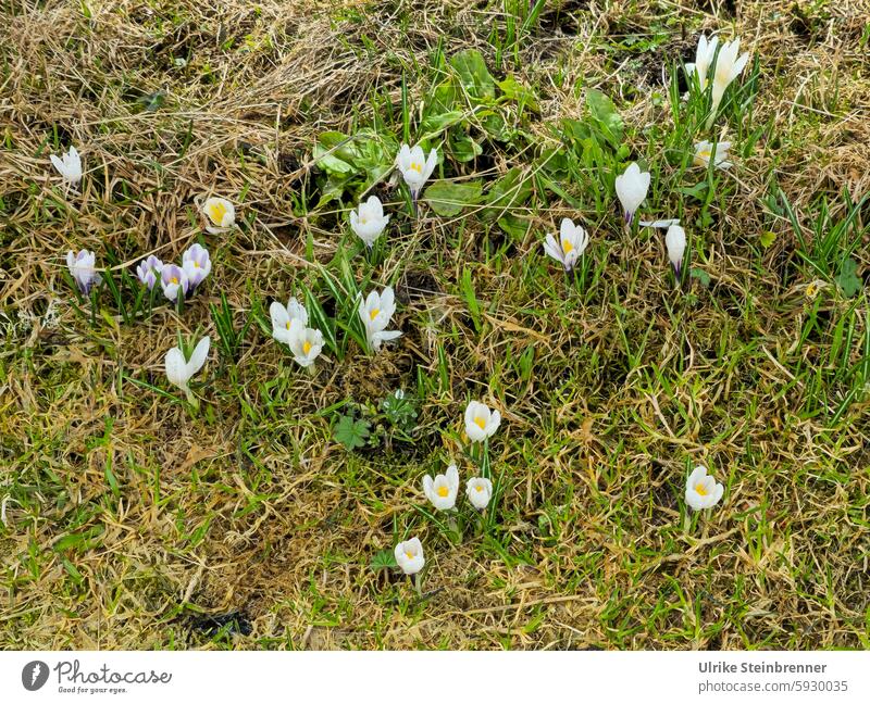 Weiße Krokusse auf Almwiese Blumen Blüten weiß Frühling Wiese Alpen Flora Alpenflora Natur natürlich