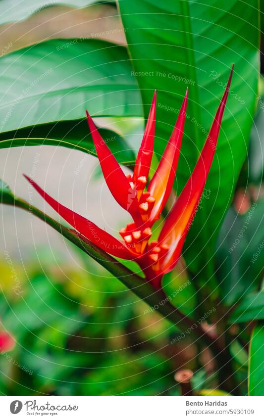 Rote Helikonienblüte in der Umgebung des Biosphärengartens Hinterhof Schönheit in der Natur Biografie Biologie Biotop Blütezeit Fahne Botanik Gebäude Farbe