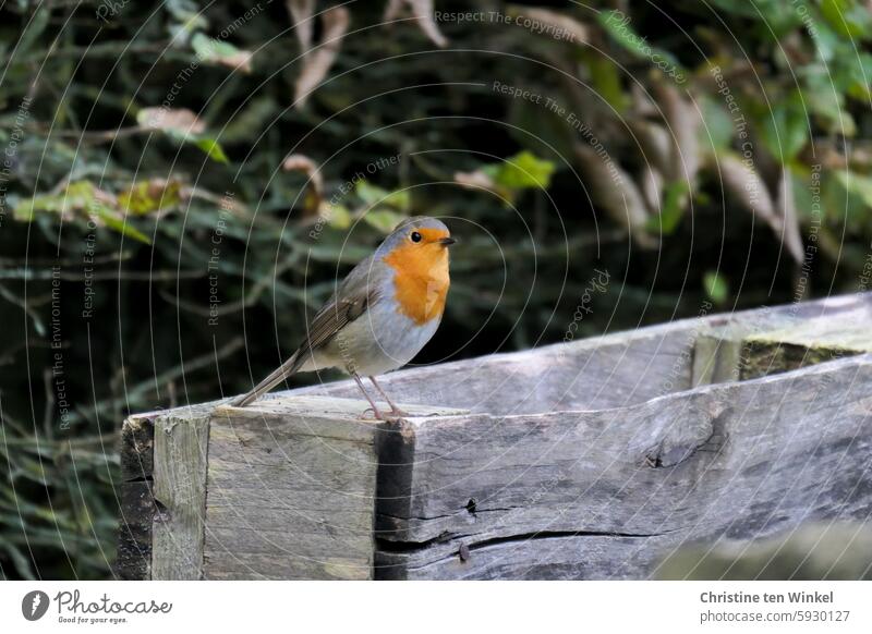 Gräbst du mir Regenwürmer aus? Rotkehlchen Neugier neugierig Blick niedlich Tierporträt Wildvogel Gartenvogel Singvogel Vogel des Jahres 2021 Sommer