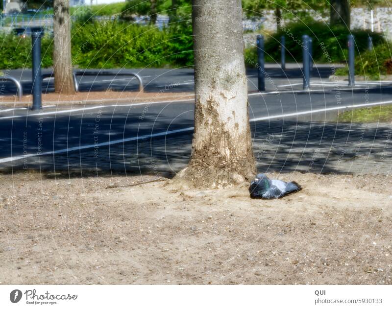 ...nur eine kleine Pause Taube liegend ausruhen Baum Sand Straße Flussufer Vogel Sonnenbad Sommer Wärme Pause machen ruhig entspannen Gelassenheit Tier Stadt