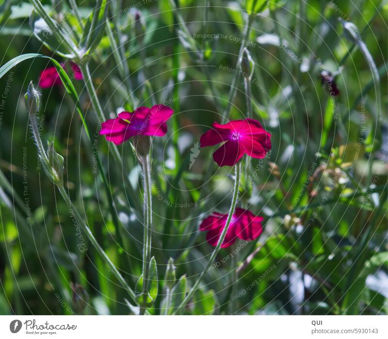 Blüh, kleine Blume! Blüte Pflanze pink Wildpflanze Wald leuchtend Natur schön Wiese Sommer Umwelt Blütenblatt Duft Sonnenlicht Spaziergang Garten Lichtnelke