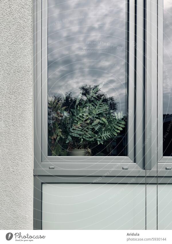 Tüpfelfarn hinder Fensterscheibe Farn Grünpflanze Pflanze grün Farnblatt Fensterrahmen Spiegelung Wolken grau Grautöne Detailaufnahme Haus Außenaufnahme Wand