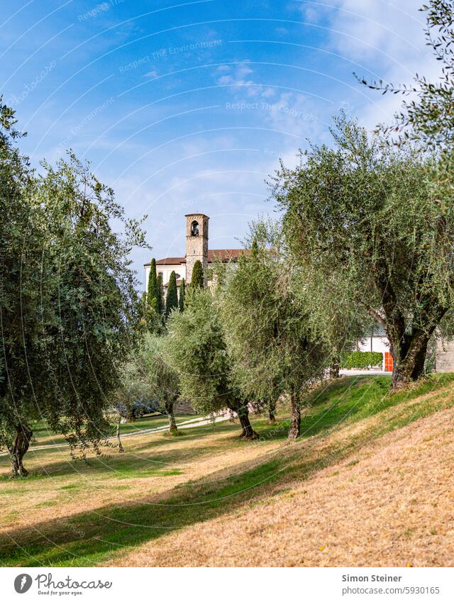 Kirche in einem Olivenhain in Italien Olivenbaum Außenaufnahme Natur Landschaft Baum Menschenleer mediterran