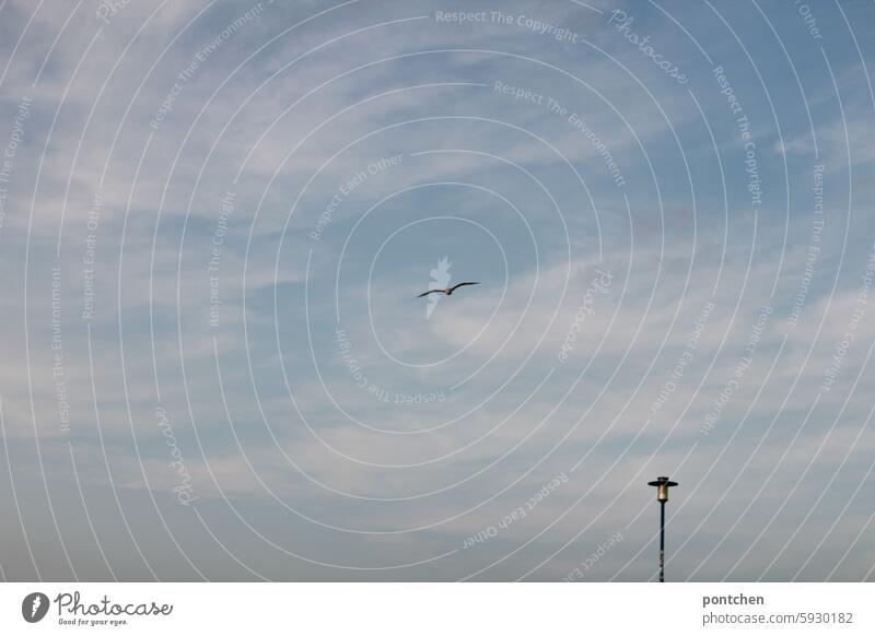 klitzeklein. möwe und straßenlaterne. fliegen himmel blau meer küste Vogel Freiheit Wolken Flügel beleuchtung Außenaufnahme