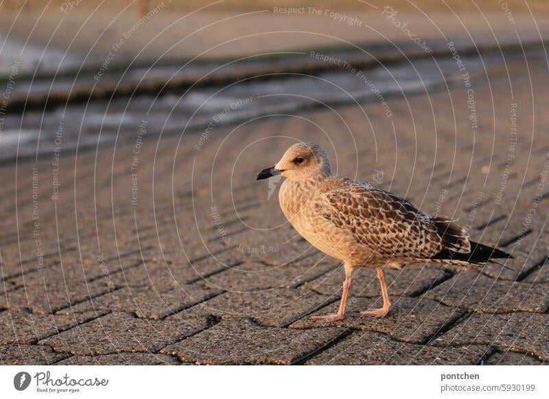 eine möwe steht auf steinboden am meer. vogel Flügel Tier Außenaufnahme Möwe frei Wildtier nordsee stehen