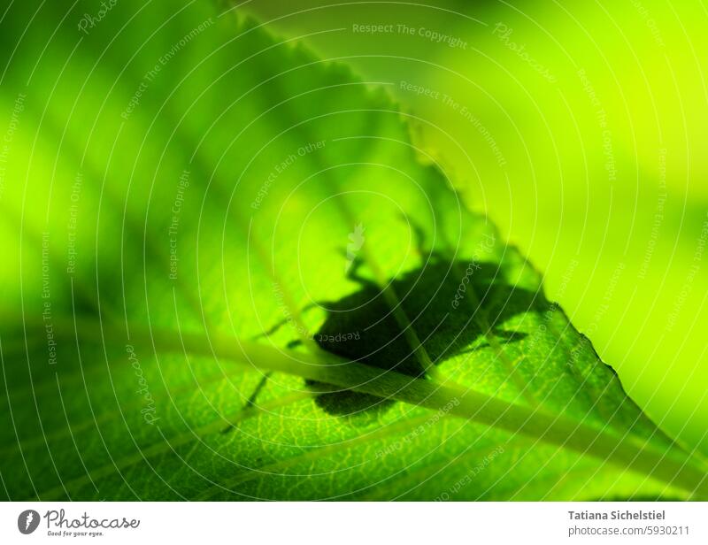 Schatten eines Käfers auf einem grünen Blatt, von unten gegen das Licht durch das Blatt gesehen Blattadern Schattenspiel Natur Pflanze Tier Insekt krabbeln