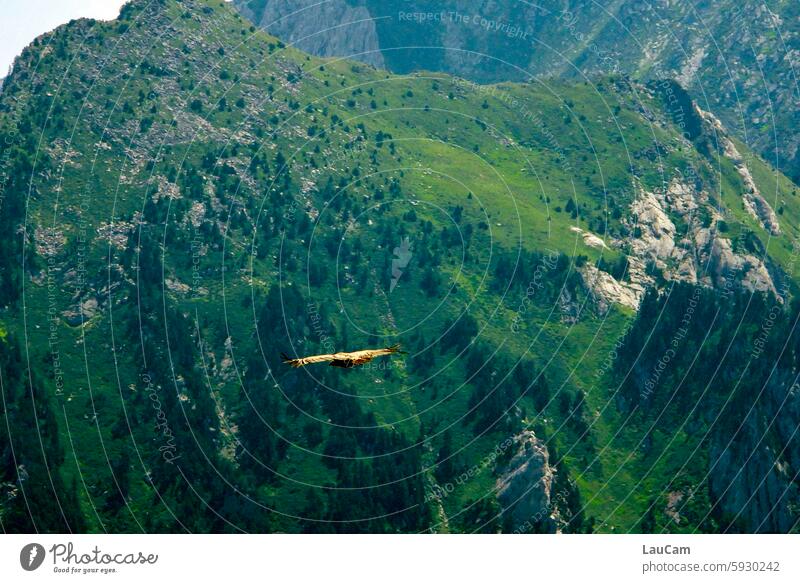 frei sein Geier fliegen Flug Greifvogel Flügel Vogel Im Flug Adler Bussard Spannweite luftig schwerelos Freiheit Berg in den Bergen Geier im Flug Geiersturzflug