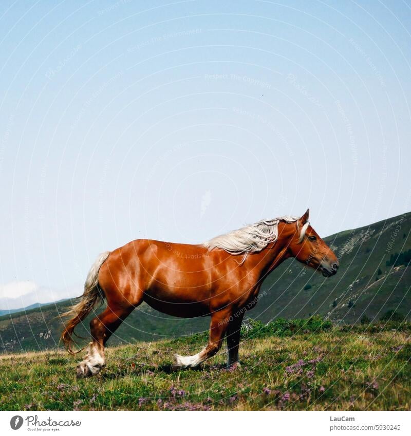 Lieblingsfrisur | Pferdemähne wehend im Galopp reiten Mähne Tierporträt braun Pferdekopf Reiten Stute Hengst Reitsport Wildpferd frei frei sein in Bewegung