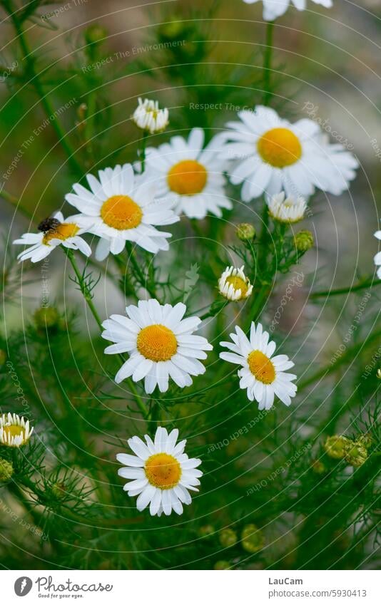 Blümchen Blume Blumen Margerite gelb weiß grün Fauna Pflanze Pflanzenwelt Blüte blühen Sommer Wiesenblume Blumenwiese Wildpflanze Natur Garten sommerlich