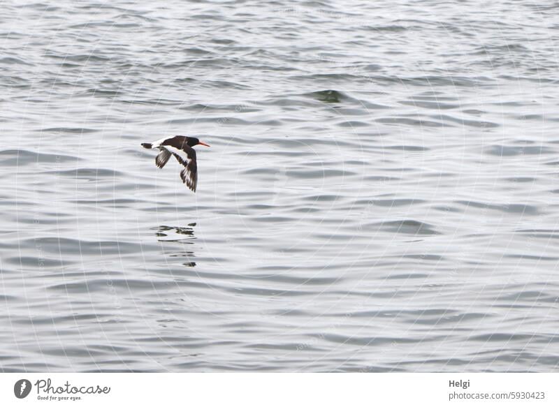 fliegender Austernfischer über der Nordsee auf Hallig Gröde Vogel 1 Wasser Spiegelung Nordfriesland Sommer Natur Außenaufnahme Meer Umwelt Menschenleer