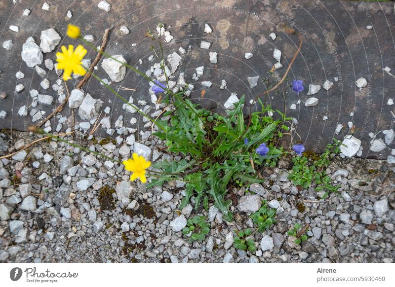 Steingarten Löwenzahn Glockenblume Kies Steine Straßenrand Wegrand Steinchen Split Vogelperspektive Bergblume Blumen karg gelb blau klein widerstandsfähig