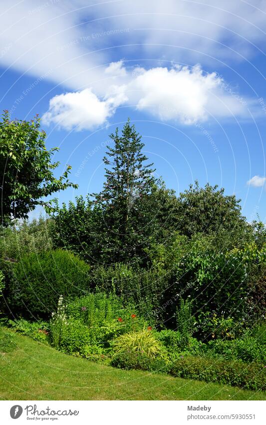 Üppiges Grün in einem schönen großen Garten im Sommer mit blauem Himmel und weißer Wolke  bei Sonnenschein in Wettenberg Krofdorf-Gleiberg bei Gießen in Hessen