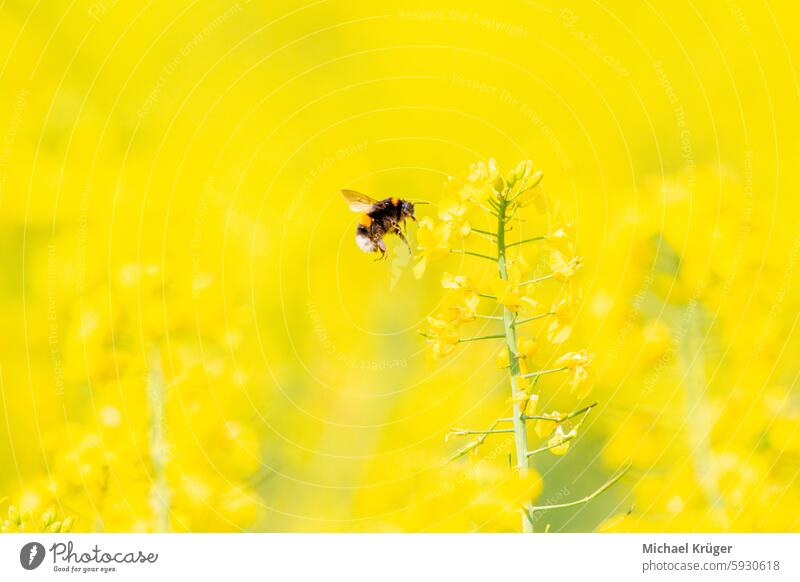 Hummel , Hummel und Rapsblüte im Feld, Natur Hintergrund. Biene Fahne bluete Botanik. feld hummel Insekt Landwirtschaft Wiese Naturhintergrund Pollenflug