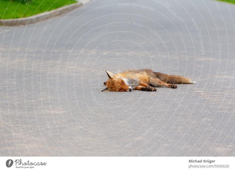 Toter Fuchs , Rotfuchs (Vulpes vulpes) auf der Straße liegend Unfall Sicherheit von Tieren Verstorbenes Tier landstraße Berichterstattung. Verkehrstod Stufe