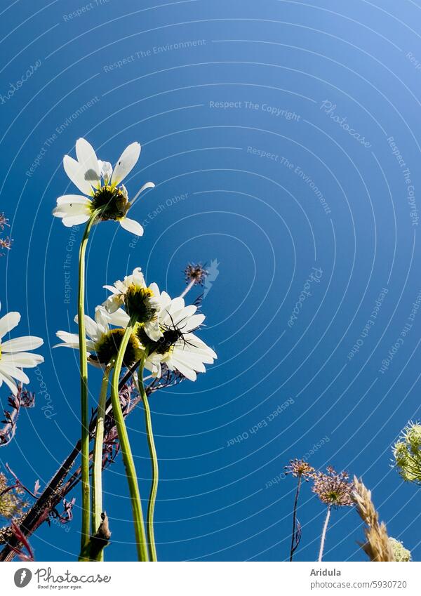 Blumenwiese | Margeriten vor blauem Himmel Blauer Himmel Wiese Natur Sommer Schönes Wetter Blüte Wildblume weiß Stengel Blumenstengel Licht Schatten Sonnenlicht