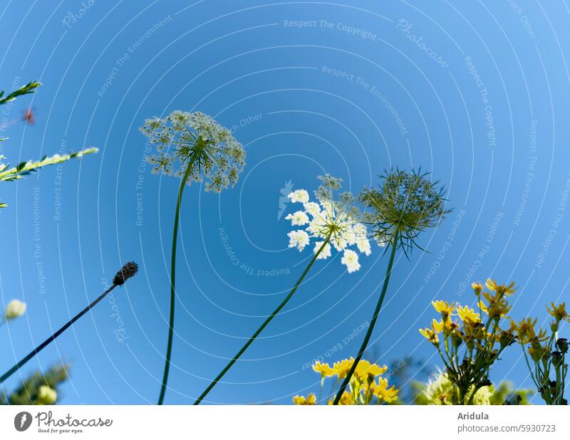 Blumenwiese | Laserkraut vor blauem Himmel Blauer Himmel Wiese Natur Sommer Schönes Wetter Blüte Wildblume weiß gelb Stengel Blumenstengel Licht Schatten