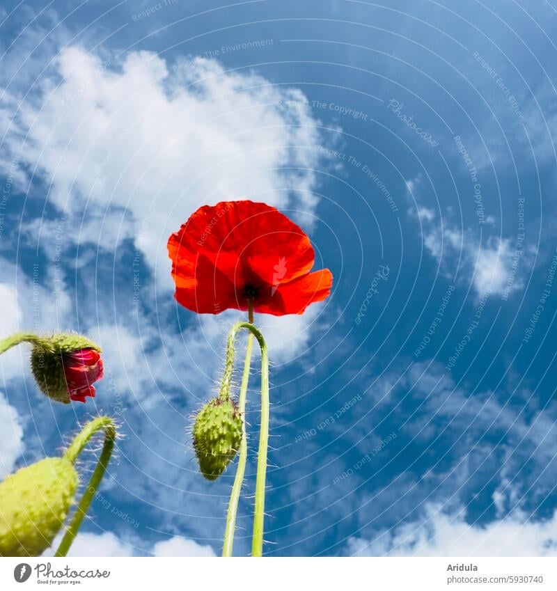 Rote Mohnblumen und Mohnknospen vor blauem Himmel Blüte Blume Mohnblüte rot Sommer Pflanze Froschperspektive Blauer Himmel Wolken Sonne Licht Sonnenlicht