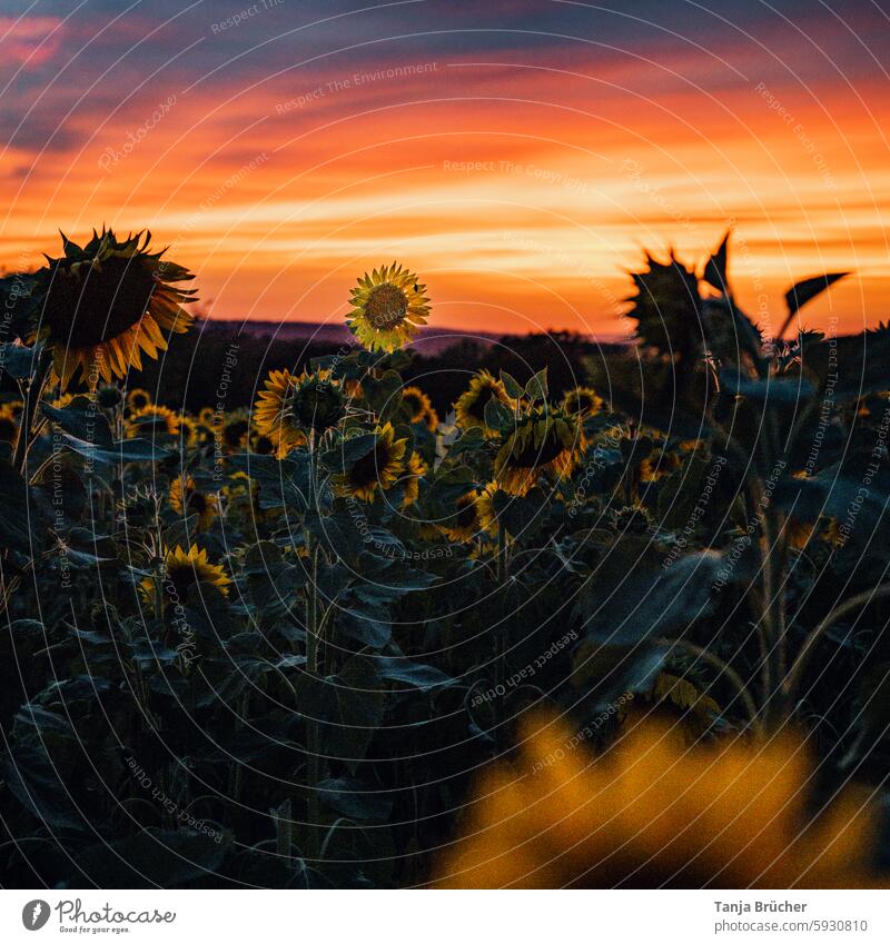 Abendrot beim Sonnenblumenfeld Sonnenuntergang Sommer Feld am Abend Nutzpflanze Landschaft Rohstoff Ackerbau Feldwirtschaft Ölgewinnung Sonnenblumenöl